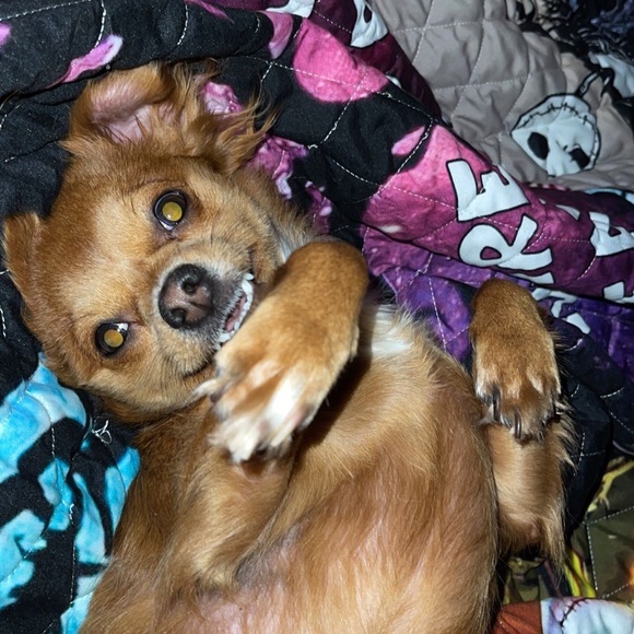 Meet your Posher, Mariah - Picture 1 of 1